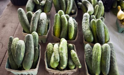 farm facts cucumbers