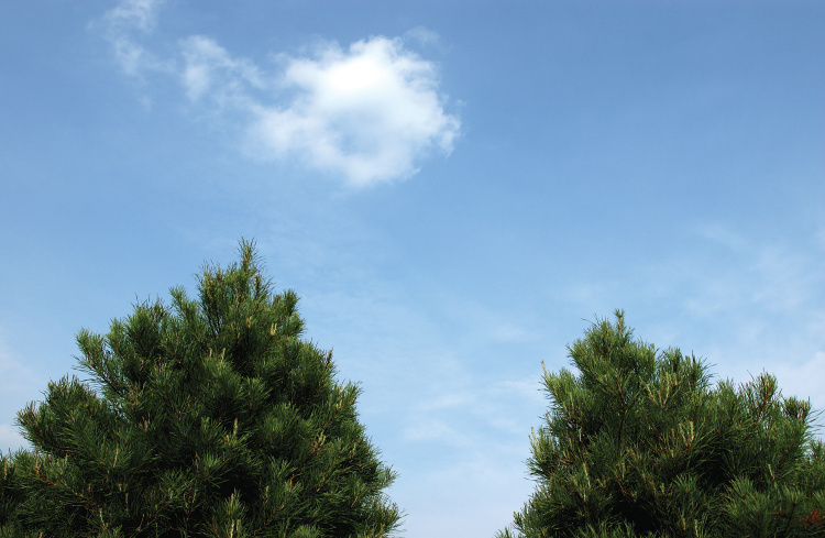 christmas tree facts