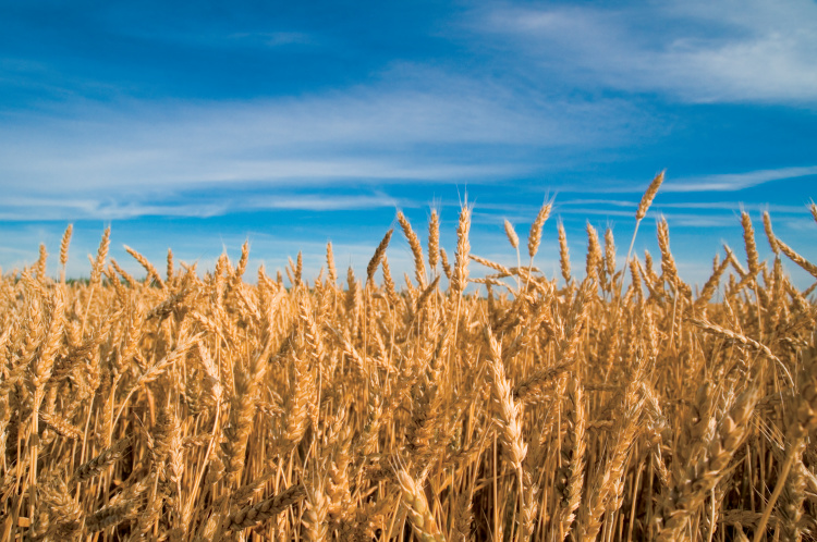 wheat