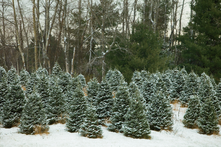 christmas tree facts