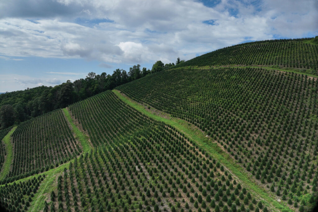 Wishon Evergreens; North Carolina Christmas tree farm