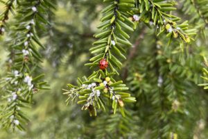 North Carolina Invasive Species; Hemlock Woolly Adelgid