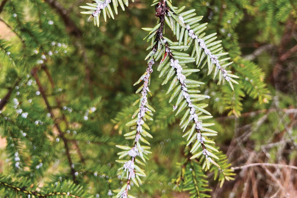 North Carolina Invasive Species; Hemlock Woolly Adelgid