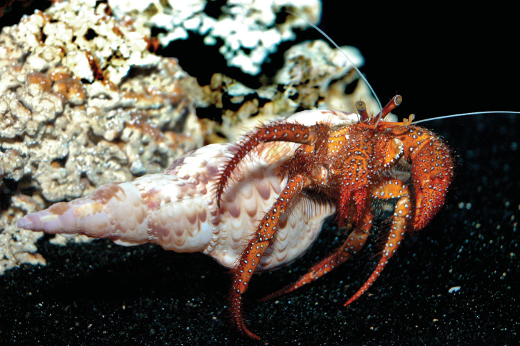 Hermit crab at the NC Aquarium at Fort Fisher 