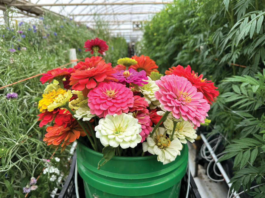 Wrenn's Farm flowers