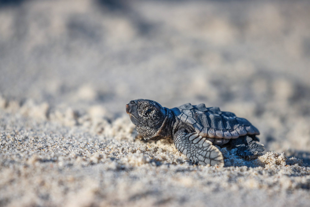 This conservation work for protected sea turtles on Bald Head Island by the Bald Head Island Conservancy is authorized by the NC Wildlife Resources Commission (ES Permit 25ST14).
