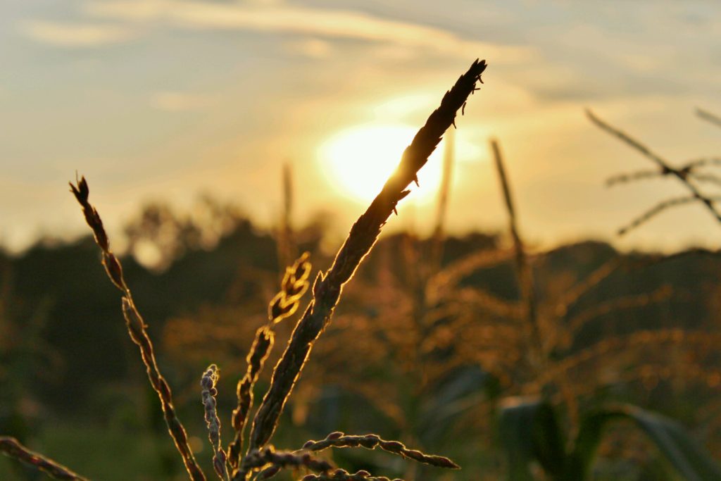 NC Field Family Photo Contest - Modern Fields Second