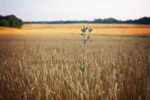 NC Field Family Photo Contest - Modern Fields Third