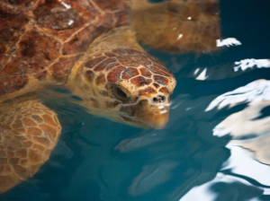 sea turtle in North Carolina