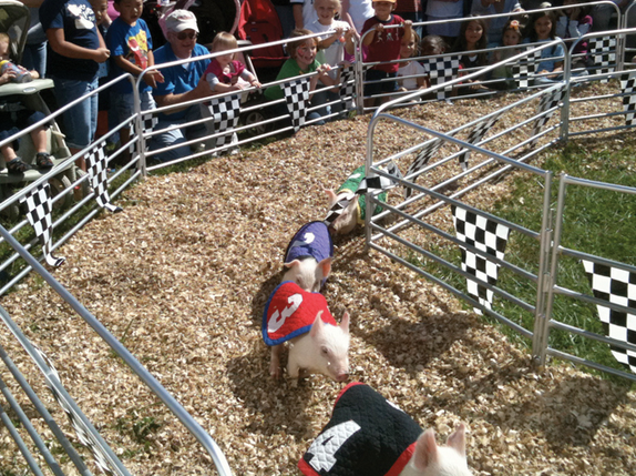Dixie Classic Fair North Carolina Pig Racing