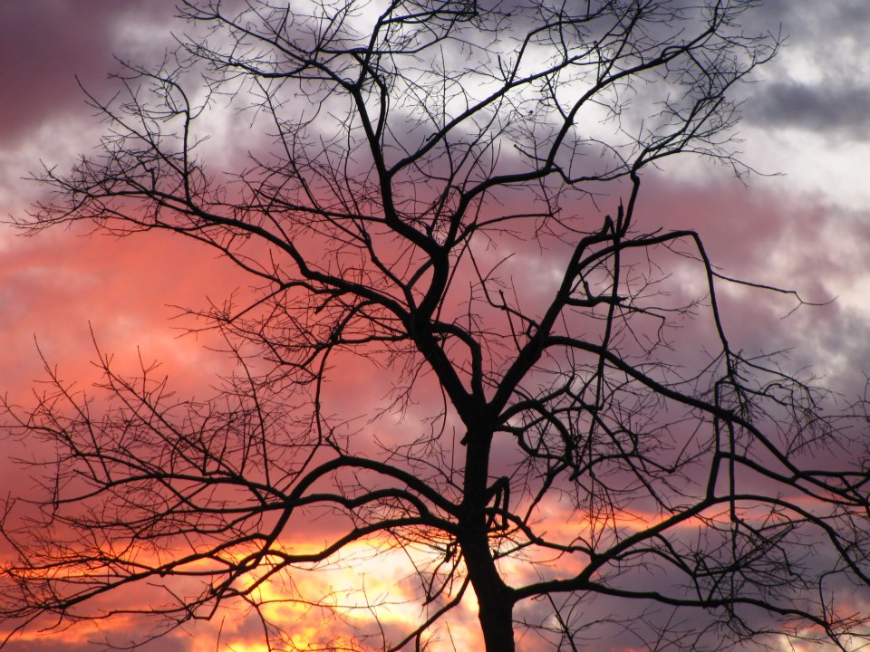 NC Field Family Photo Contest - Trees Winner