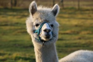 alpaca facts