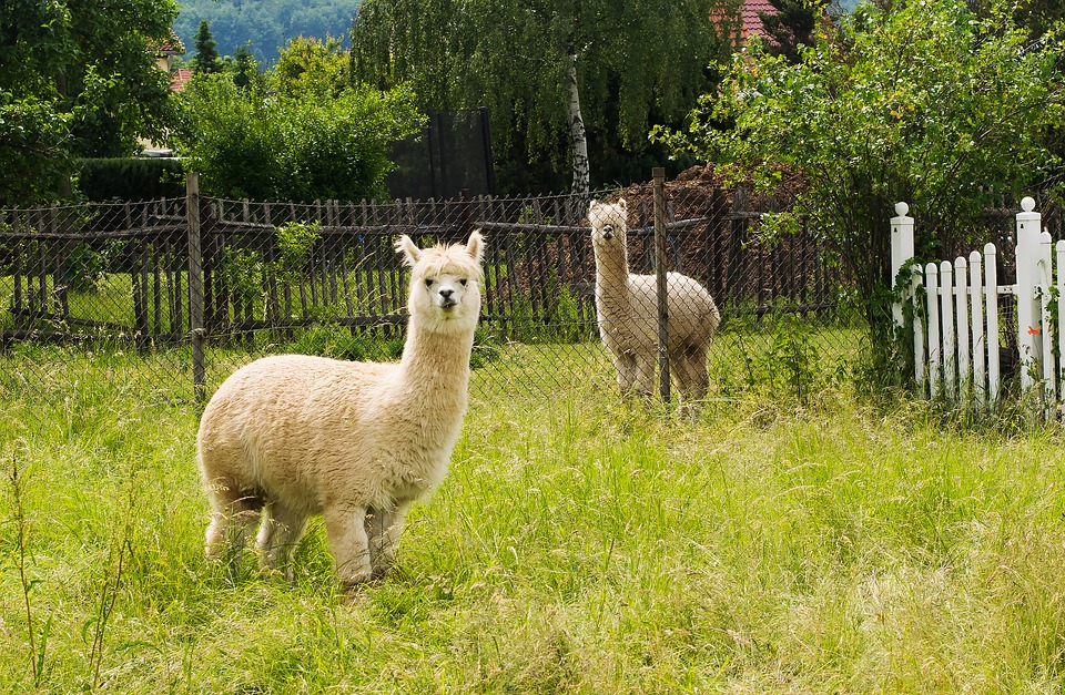 10 Alpaca Facts You Probably Didn't Know - North Carolina Field & Family