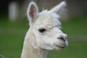 North Carolina alpaca farms