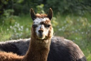 alpaca facts