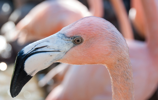 flamingo at sylvan heights bird park