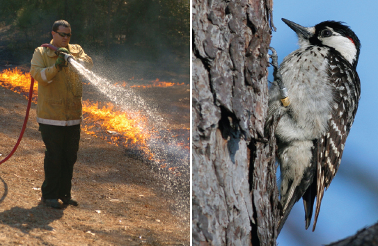 Fort Bragg Fort Bragg