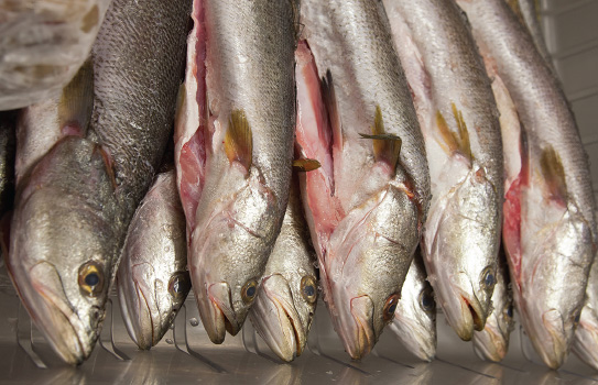 Fresh mullet at O’Neal’s Sea Harvest in Wanchese