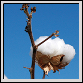 Fann Can Be A Blur On The Farm