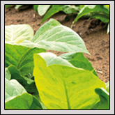 Fann Can Be A Blur On The Farm