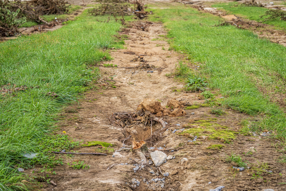 Damaged apple orchard from Hurricane Helene