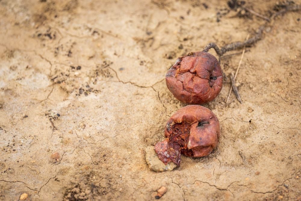 Damaged apple orchard from Hurricane Helene