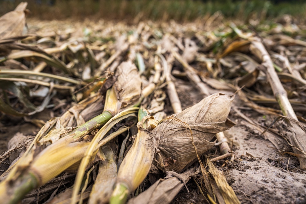 damaged corn from hurricane helene