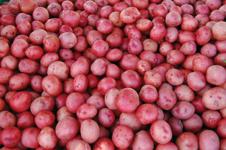 North Carolina potato facts
