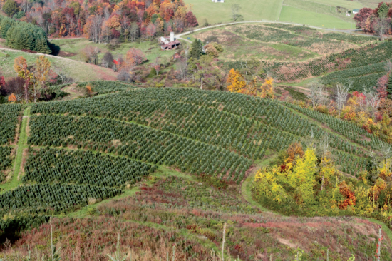 alleghany county forestry