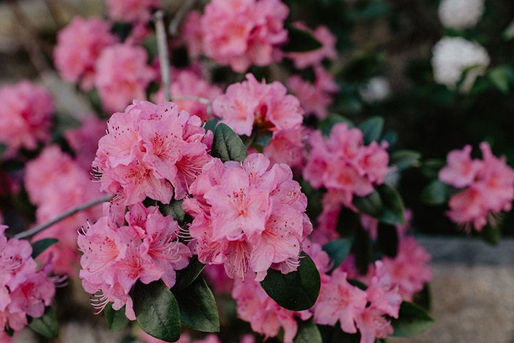 rhododendron