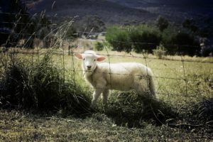 sheep facts