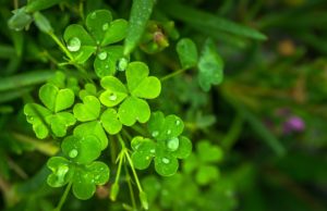 March events in North Carolina; st. patrick's day