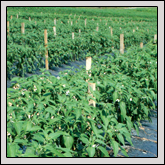 Farm Ponds Are More Than Just Water