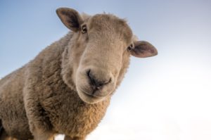 sheep facts