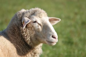 sheep facts