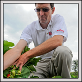 Project Aspires to Make Strawberries Even Better Project Aspires to Make Strawberries Even Better