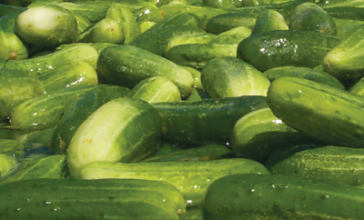 sweet dill pickles recipe
