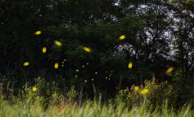 blue ghost fireflies