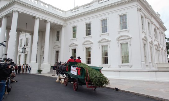 White House Christmas Tree