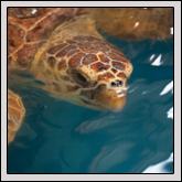 Sea Turtles Sea Turtles