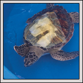 This sea turtle sustained severe injuries when it was inadvertently struck by a boat propeller Sea Turtles