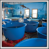 More than two dozen salt water containers house sea turtkes at the Karen Beasley Seat Turtle Rescue and Rehabilitation Center for up to four years Gwynn Valley Cultivates Children’s Farm Understanding